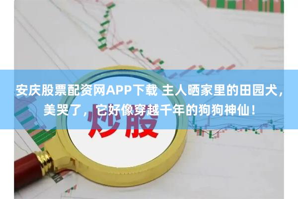 安庆股票配资网APP下载 主人晒家里的田园犬，美哭了，它好像穿越千年的狗狗神仙！